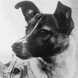 Space Dog SolanaLOGO